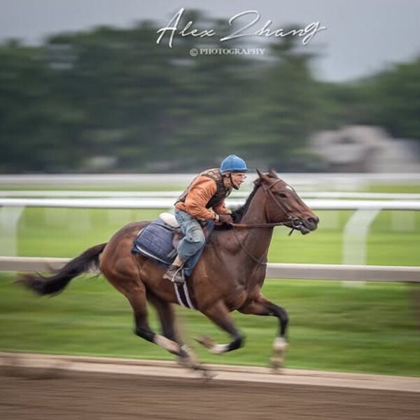 Sweetening the Deal: Using Stevia as a Topping for Horse Feed and Supplements